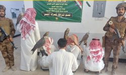 اعتقال 4 صيادين كويتيين ومرشد عراقي بحوزتهم 5 صقور في بادية المثنى